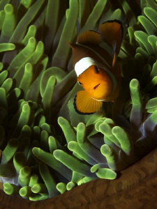 Amphiprion ocellaris by Alex Varani 